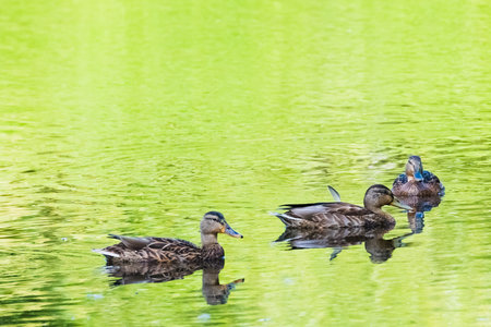 wild duck on pond summer sunny day