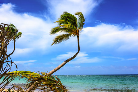 Beautiful tropical landscape of the Atlantic Ocean palm against the skyPalm Ocean Skyの写真素材