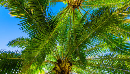 view of the top of a palm tree blue sky sun's raysの写真素材