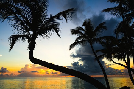 silhouette of palm beach at sunset the sunの写真素材