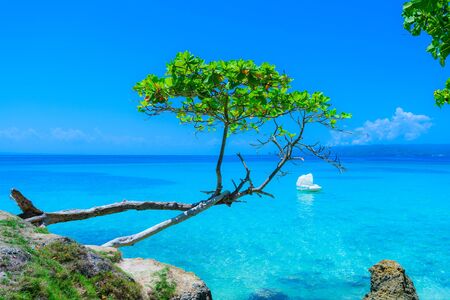 Ocean coastline with tropical trees are always greenの写真素材