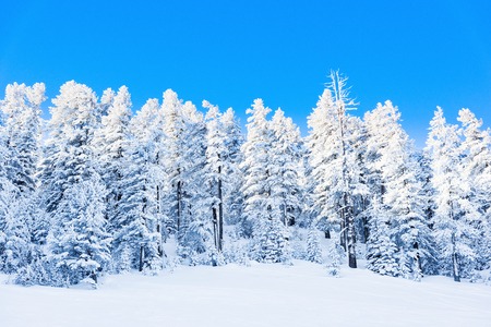 winter landscape mountain pine forest covered with snowの写真素材