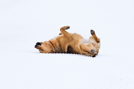 without pedigreed red dog having fun playing in the snowの写真素材