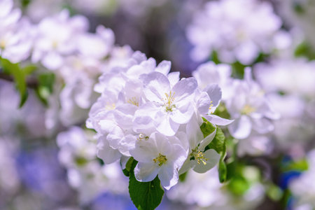 apple tree with white flowers in spring on a sunny day