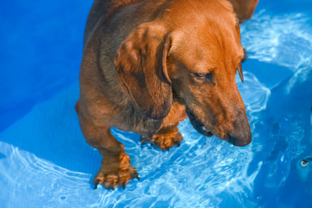 brown dachshund standing in a blue swimming pool waterの写真素材