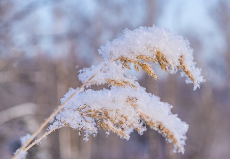 The plant on a meadow is covered by frosty hoarfrostの写真素材