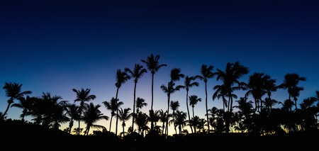 Palm trees on the seashore in the morning rays of the sun dawnの写真素材
