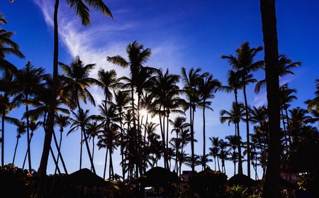 Palm trees on the seashore in the morning rays of the sun dawnの写真素材