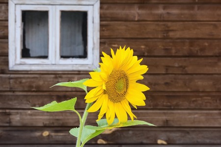 sunflowers around the house with a window backgroundの写真素材