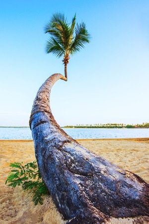 Beautiful tropical landscape of the Atlantic Ocean palm against the skyPalm Ocean Skyの写真素材