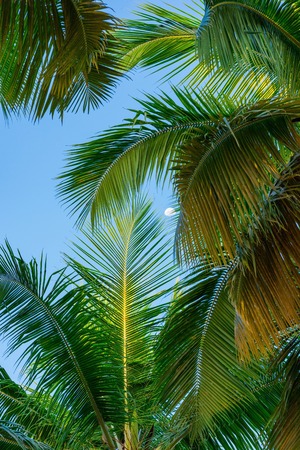 view of the top of a palm tree blue sky sun's raysの写真素材
