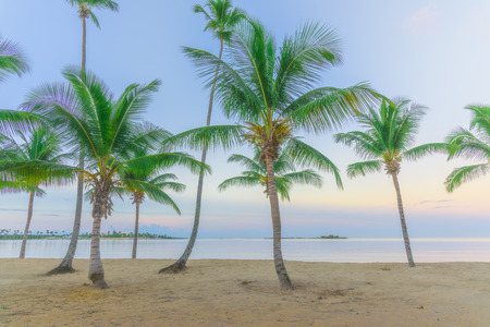 Beautiful tropical landscape of the Atlantic Ocean palm against the skyPalm Ocean Skyの写真素材