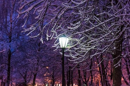 glow lamp on pole in winter on a background of a tree covered with a layer of snow at nightの写真素材