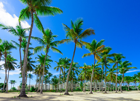 Beautiful tropical landscape of the Atlantic Ocean palm against the skyPalm Ocean Skyのeditorial素材
