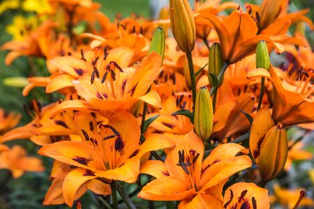 yellow lily flower on the backgroundの写真素材