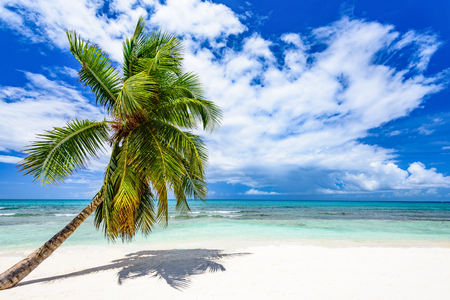 Caribbean Sea coast white sand resort beach palm tree Dominican Republicの写真素材