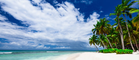 Caribbean Sea coast white sand resort beach palm tree Dominican Republic