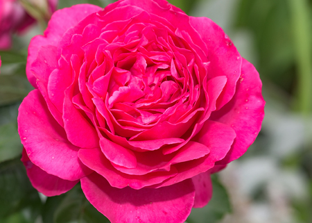 red rose flower in a bouquet of a brassier backgroundの写真素材