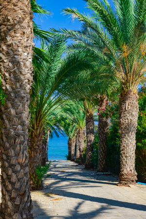 palm tree alley way leading to the seaの写真素材