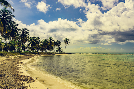 Beautiful tropical landscape of the Atlantic Ocean palm against the skyPalm Ocean Sky caribbean coast Dominican Republicの写真素材