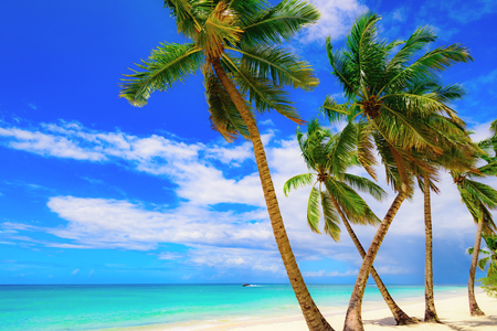 paradise beach beautiful white sand with palm tree on a blue sky background with white clouds resort on an island of the Caribbean sea of Dominican Republicの写真素材