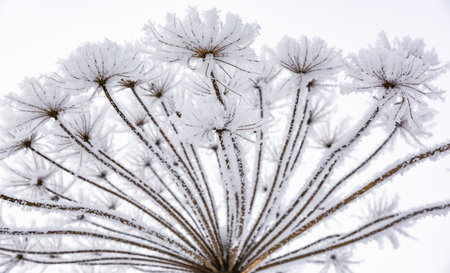 Heracleum cow-bream .The plant on a meadow is covered by frosty hoarfrost 