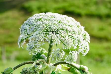 poisonous dangerous blooming giant weed tall hogweedの写真素材