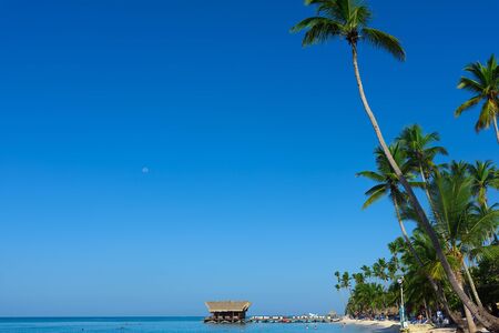 Coconut Palm tree on white sandy beach in Saona Island , Dominican Republic. Panoramic view.の写真素材