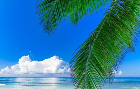 palm tree against blue skyの写真素材
