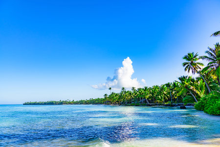 tropical landscape paradise place coconut tree on blue sky background with cloud
