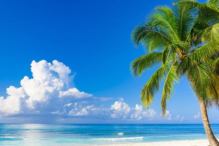 paradise tropical beachの写真素材