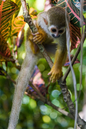 little squirrel monkey with orange legs in the park
