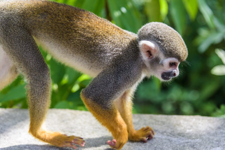 squirrel monkey in the park