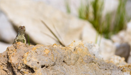 lizard sits on a big rock and basks in the sunの写真素材