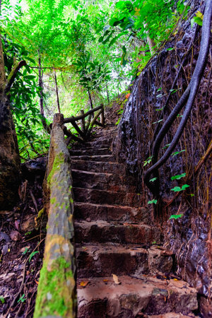 old staircase in vietnam  in the tropical forest. Jungle trekking path photo. Natural reservation...