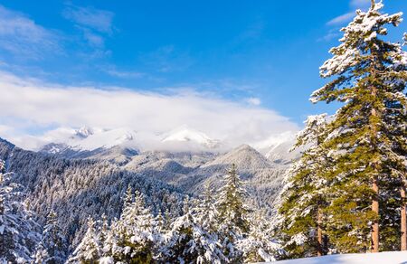 Snow covered fir trees on the background of mountain peaks. Panoramic view of the picturesque snowy winter landscape.の写真素材