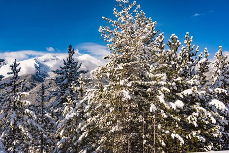 Snow covered fir trees on the background of mountain peaks. Panoramic view of the picturesque snowy winter landscape.の写真素材