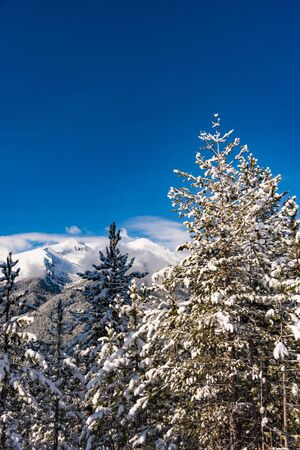Snow covered fir trees on the background of mountain peaks. Panoramic view of the picturesque snowy winter landscape.の写真素材