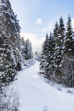 hill landscape pine trees covered with snow winterの写真素材