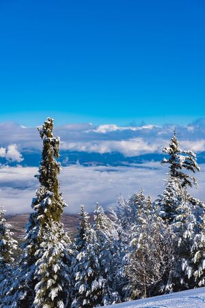 hill landscape pine trees covered with snow winterの写真素材