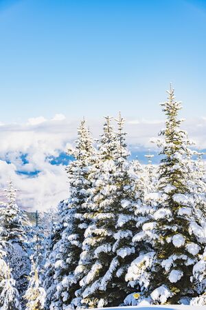 hill landscape pine trees covered with snow winterの写真素材