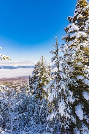 hill landscape pine trees covered with snow winterの写真素材