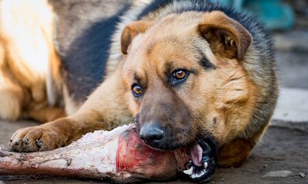 a young German shepherd dog chewing on a big beef boneの写真素材