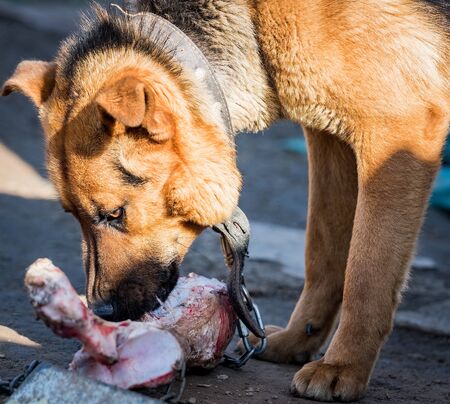 a young German shepherd dog chewing on a big beef boneの写真素材