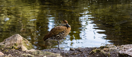 wild duck on pond summer sunny dayの写真素材