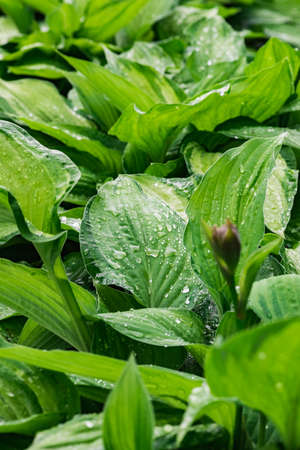 dew drops on a green leaf, plantの写真素材