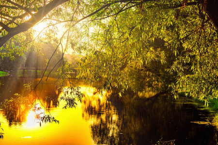 colorful dawn early morning over a pond sun rays through tree branches