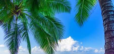 Beautiful tropical landscape of the Atlantic Ocean palm against the skyの写真素材