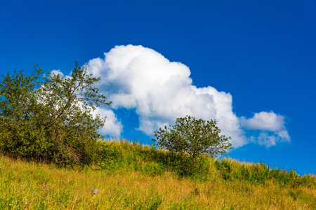 grassland landscape with the sky in the spring, sunny day