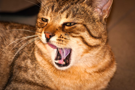 tabby young ginger cat with open mouth yawns